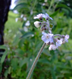 Cynoglossum virginianum